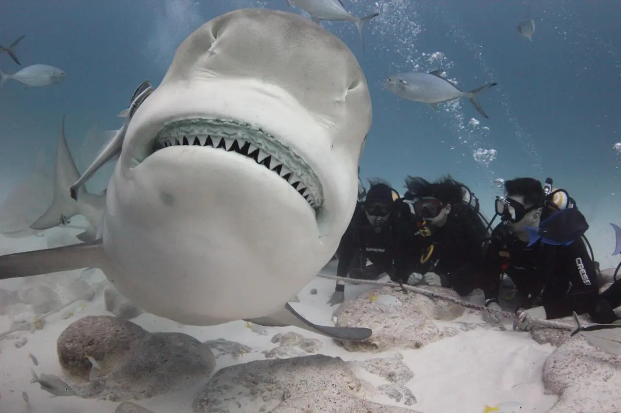 Das große Abenteuer: Bullenhaie Mexiko und professionelles Tauchen mit DeepDiveMexico