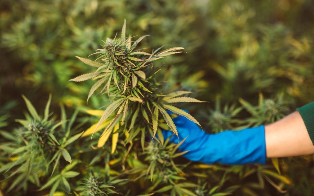 Deine Lieblingssorte wartet – Weed Samen kaufen mit Vertrauen