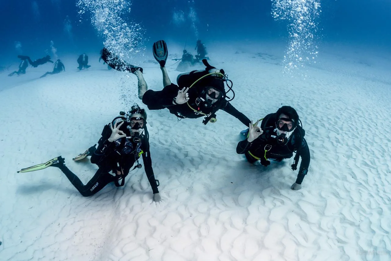 Das große Abenteuer: Bullenhaie Mexiko und professionelles Tauchen mit DeepDiveMexico